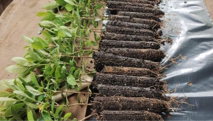 Foto: IAT Conservação da Natureza: IAT fecha o 1° semestre com 1,4 milhão de mudas distribuídas
